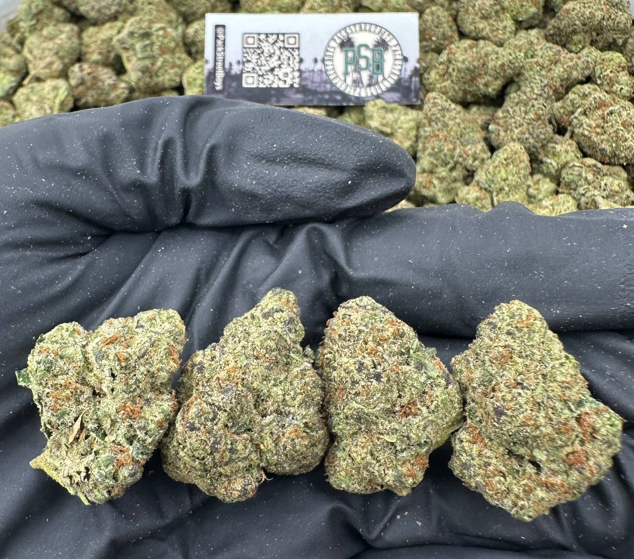 DRAGONFRUIT BLAZE 12461 - packstreetboys