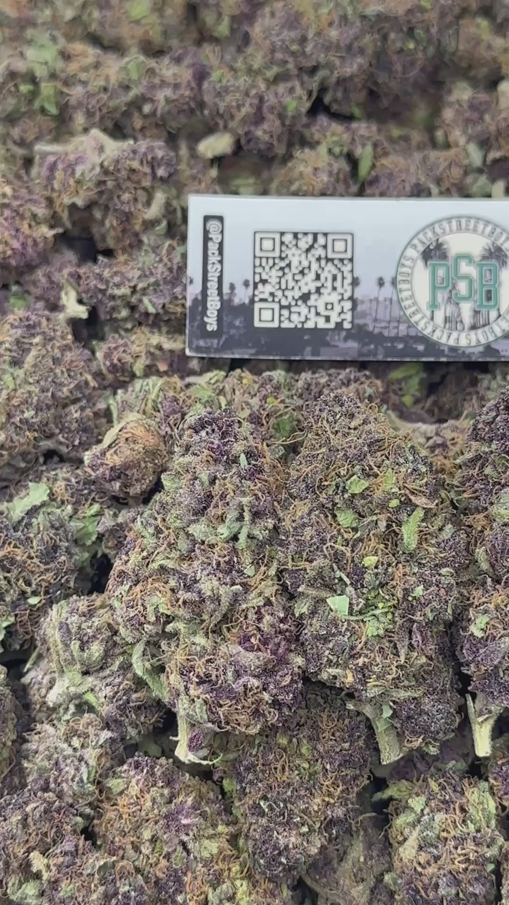 TROPICANA RUNTZ #12527