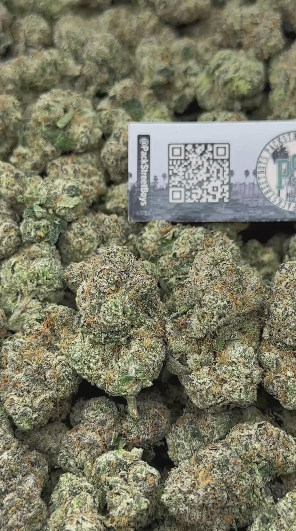 RAINBOW BELTZ #12463