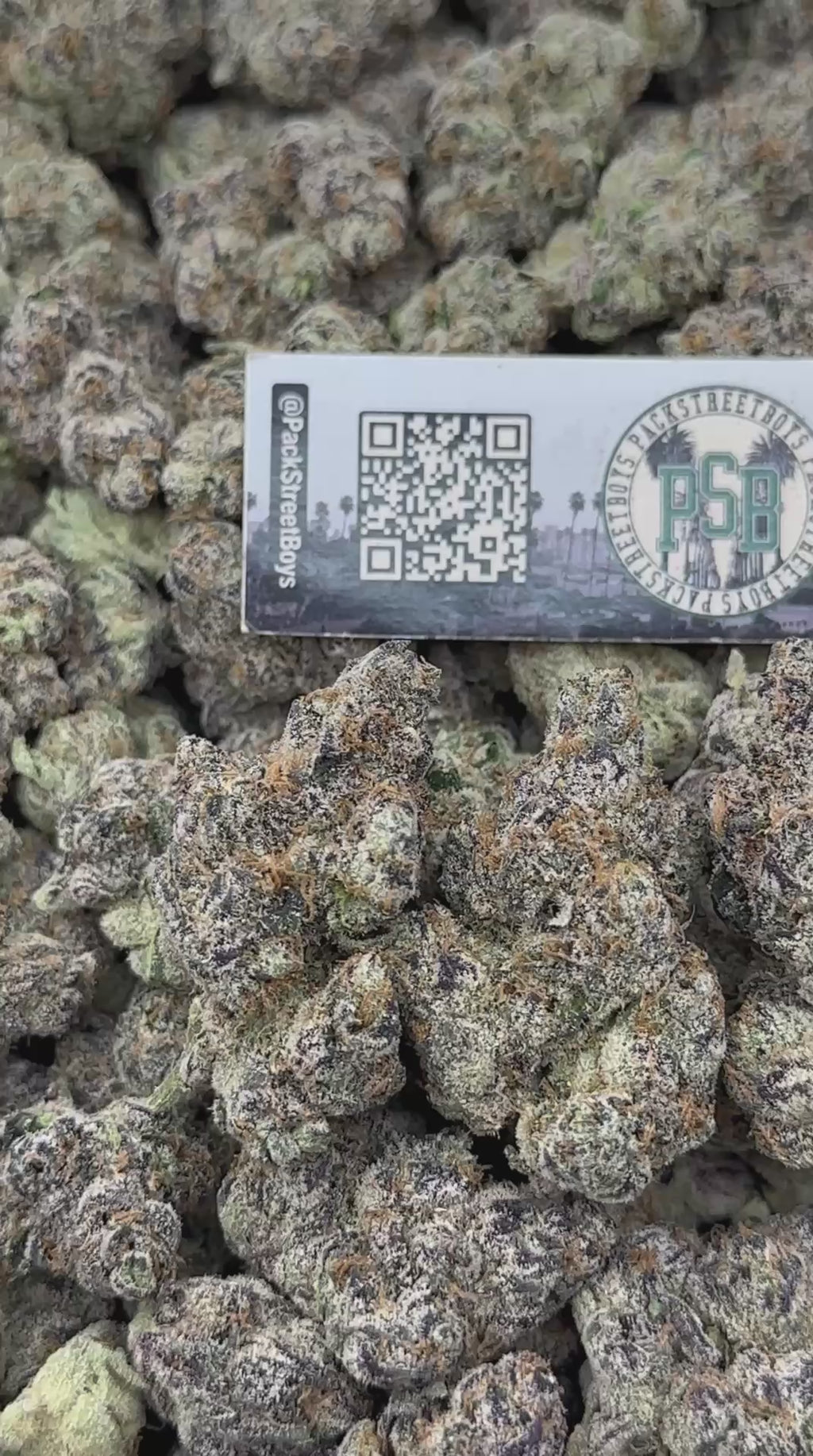 PINEAPPLE RUNTZ #12481