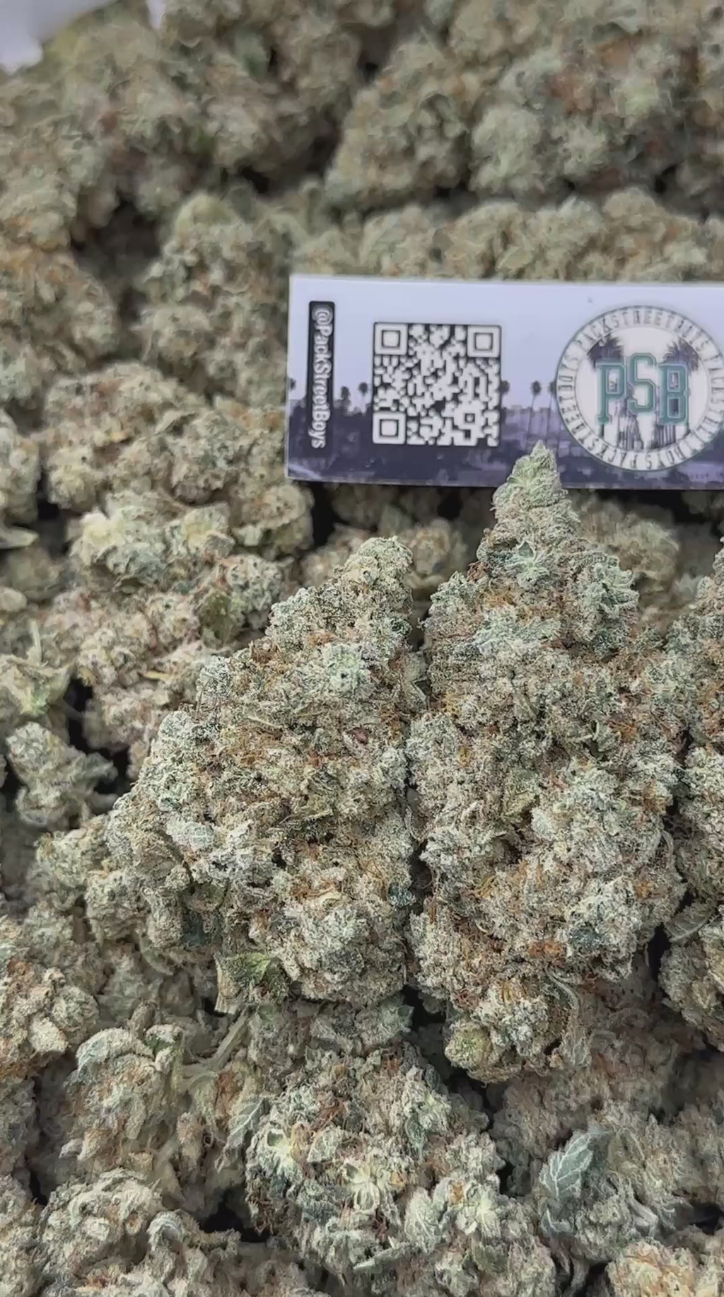 TROPICAL SCOOPS #12513