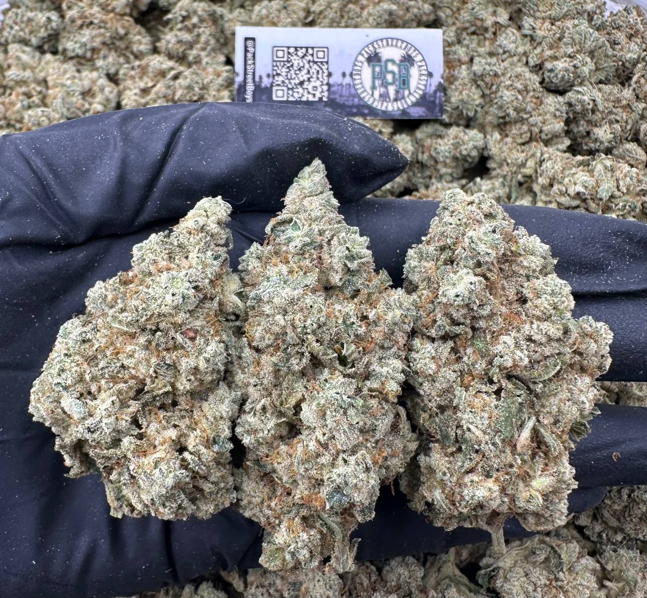 TROPICAL SCOOPS 12513 - packstreetboys