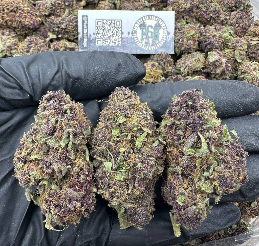 TROPICANA RUNTZ 12527 - packstreetboys